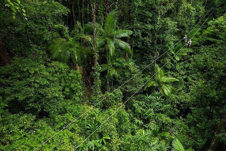 Tirolesa Cape Tribulation com Treetops Adventures