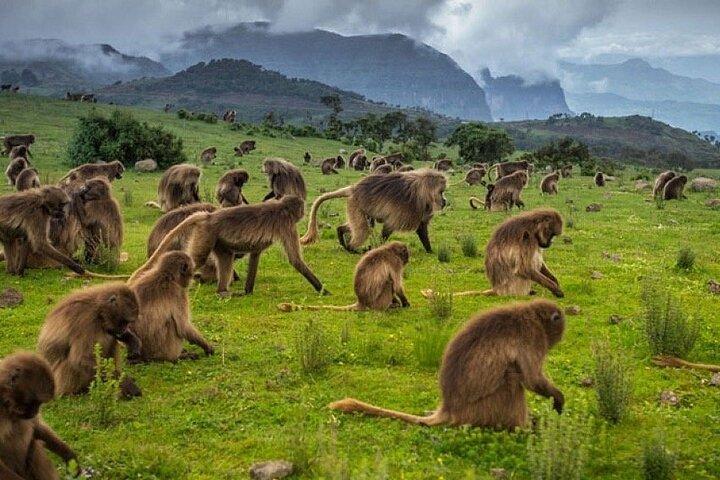 3-daagse Trekking Simien Mountains Tours
