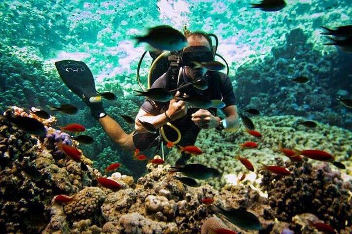Dyk- och snorklingsbåttur till Ras Mohamed Sharm El Sheikh
