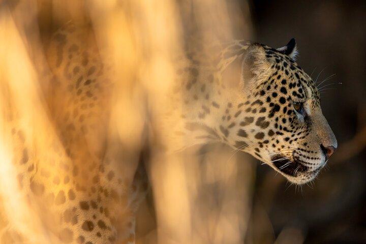 3 day Pantanal Wildlife Tour from Cuiaba with Accommodation
