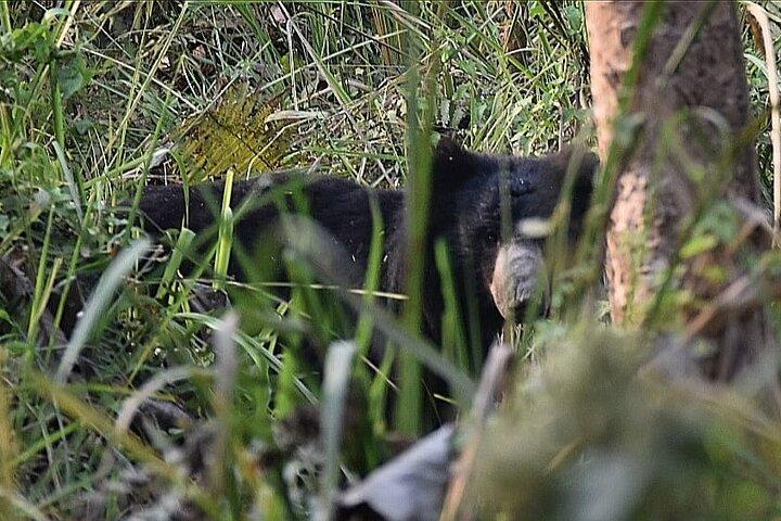 Pacote Chitwan Jeep Safari de 2 noites e 3 dias