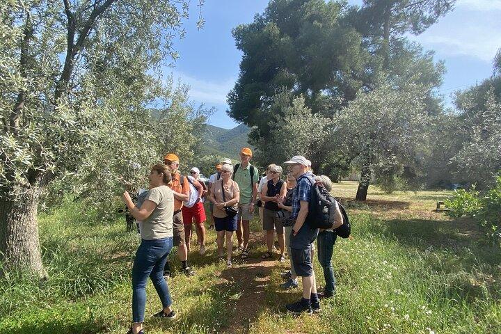 Peloponnese Olive Estate - Tasting, Lunch & Ancient Sites Tour