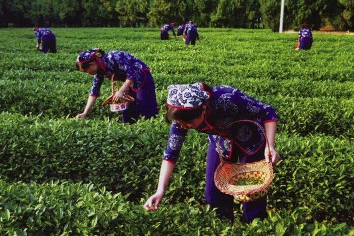 Hangzhou Tea Culture Experience med West Lake Cruise Option