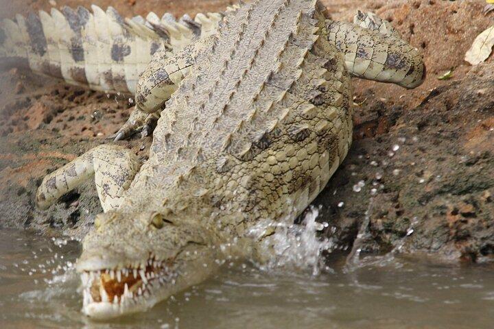 Nyerere Game Reserve: Safari in barca sul fiume Rufiji