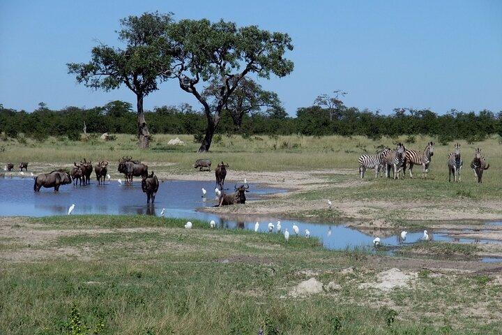 Excursion d'une journée à Chobe au départ de Victoria Falls