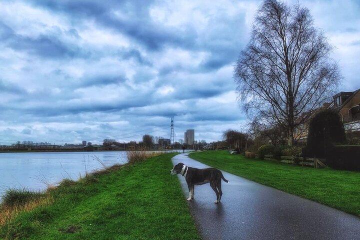 Visite à pied des moulins à vent néerlandais et des polders