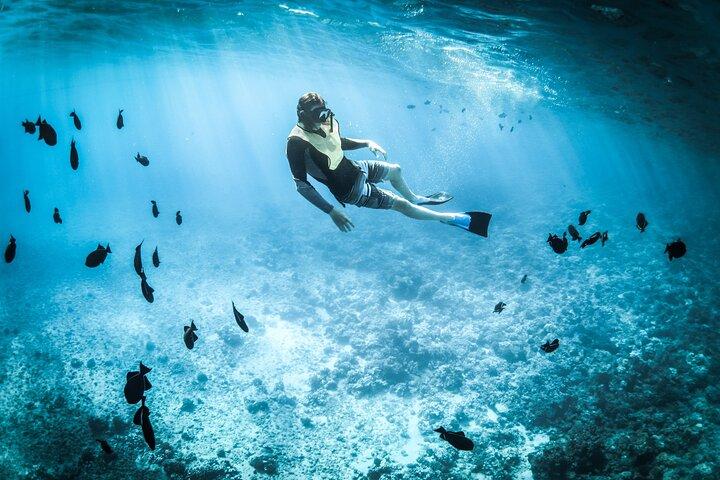 3-timers privat snorkling og delfintur ved Muscat