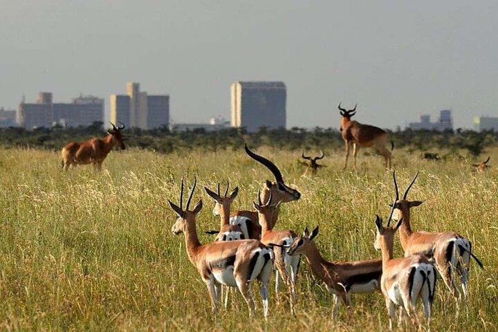 ナイロビ国立公園とカレン ブリクセン博物館へのプライベート ツアー