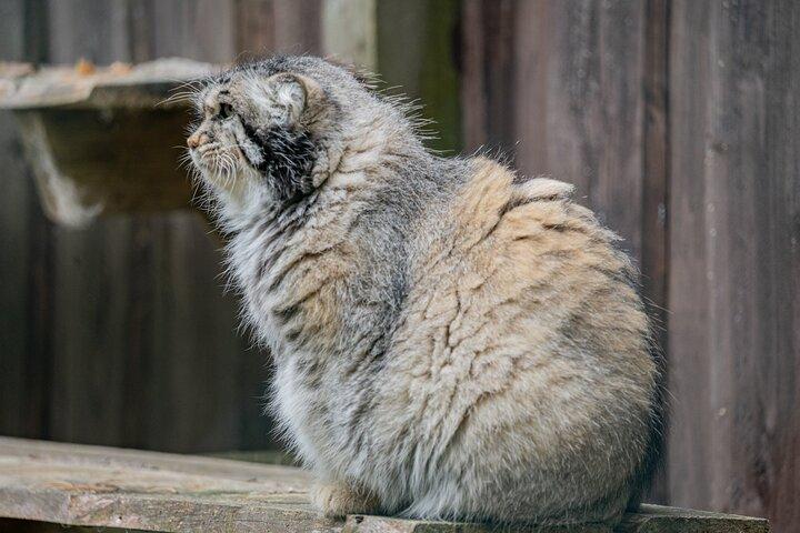 ロヴァニエミからの夏と秋のラヌア野生動物公園