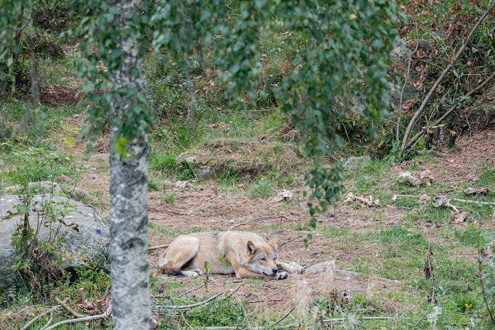 ロヴァニエミからの夏と秋のラヌア野生動物公園