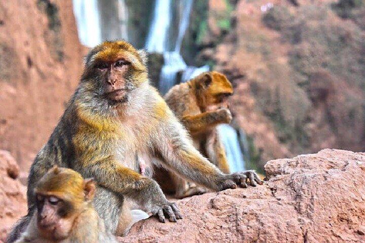 Ouzoud Waterfalls & Short Hike Day Trip from Marrakech
