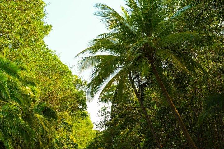 Excursion en bateau singe, Manuel Antonio