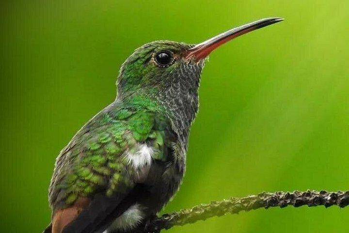 ラ・フォルトゥナ発カニョ・ネグロ野生動物ボートサファリ（全日ツアー）