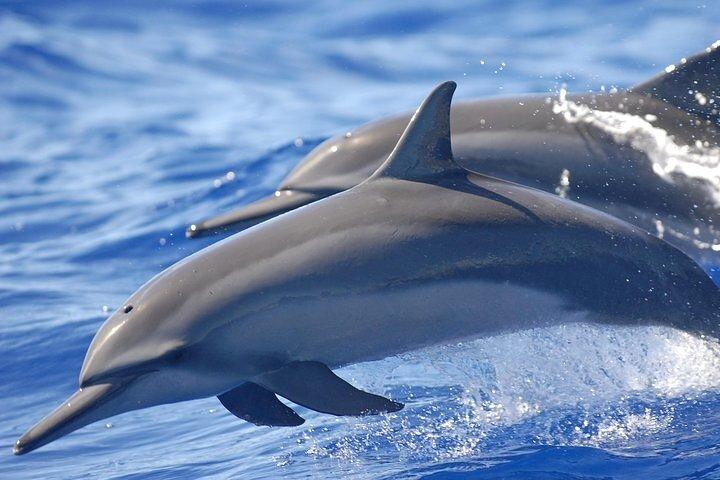 Dolphin House em Hurghada Snorkeling e almoço