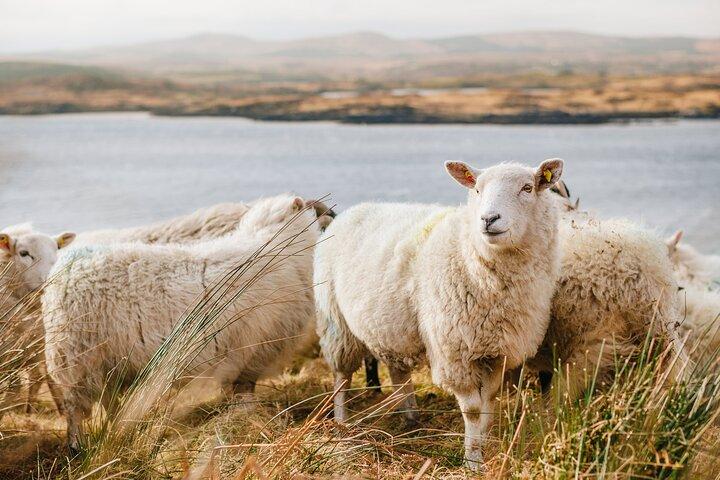 Excursão privada de um dia a Connemara