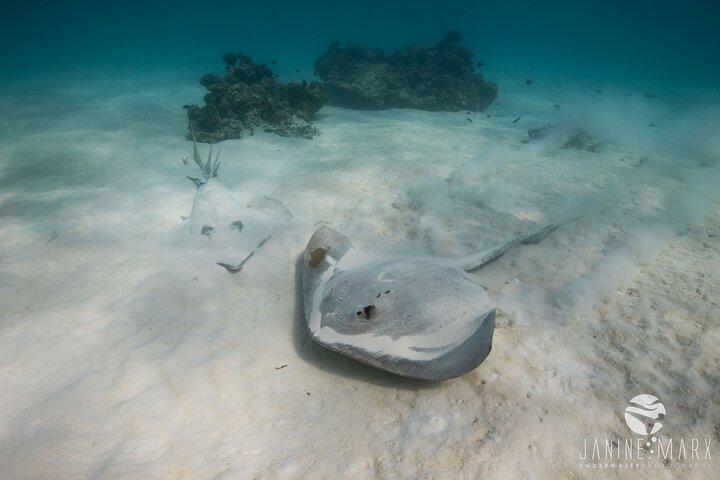 Mezza giornata Snorkel 2,5 ore Turtle Tour sulla Ningaloo Reef, Exmouth