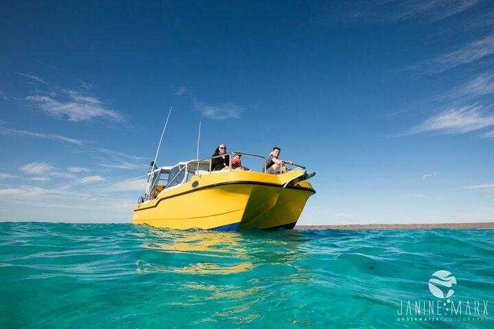 Mezza giornata Snorkel 2,5 ore Turtle Tour sulla Ningaloo Reef, Exmouth