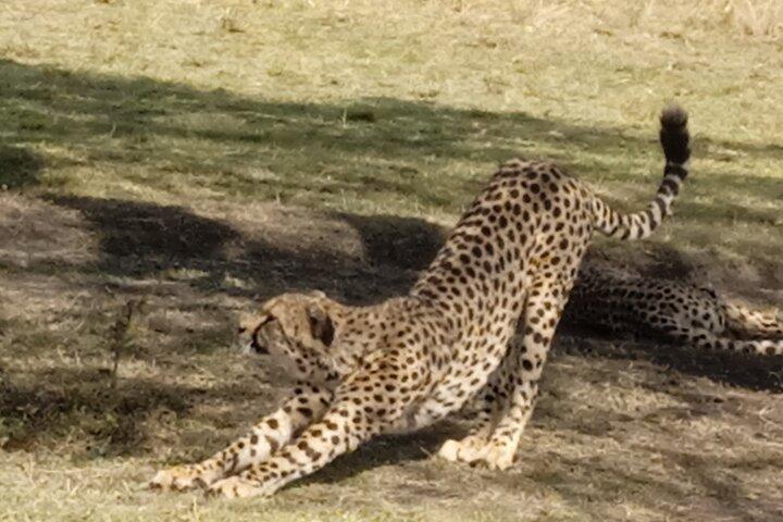 Safaris kenyans de 7 jours
