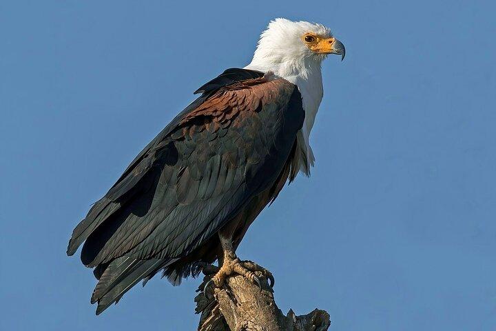 ナイロビ国立公園へのバードウォッチングツアー