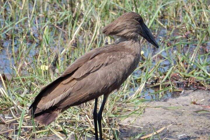 ナイロビ国立公園へのバードウォッチングツアー