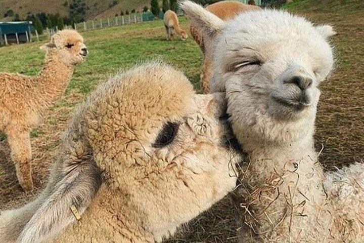 Shamakhi Alpaca privat tur