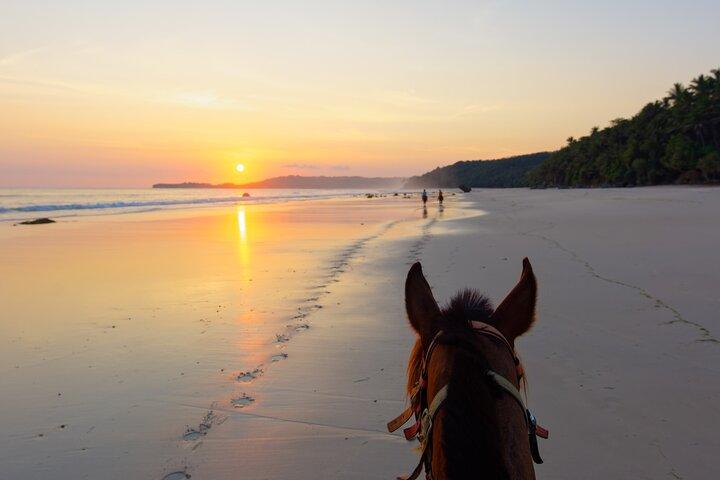 Cabalgata Palomino