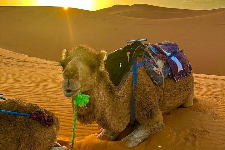 5 Day Desert Tour from Marrakech to Tangier Fes and Chefchaouen