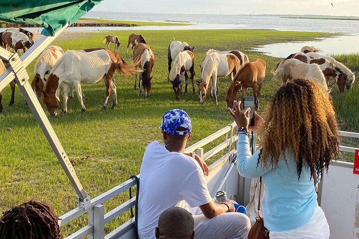 Croisière sur la faune au coucher du soleil le long d'Assateague et de l'île de Chincoteague