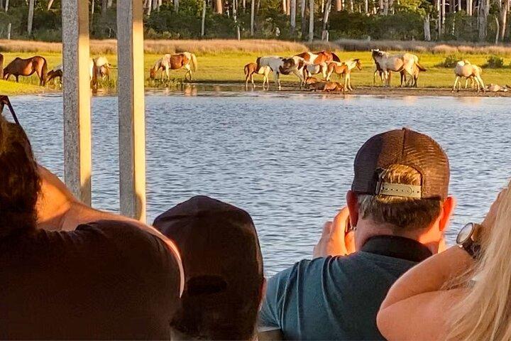 Croisière sur la faune au coucher du soleil le long d'Assateague et de l'île de Chincoteague