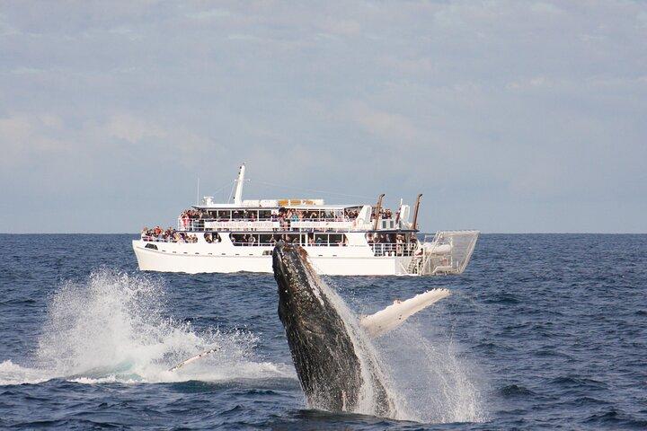 Port Stephens: Hvalsafari-krydstogt