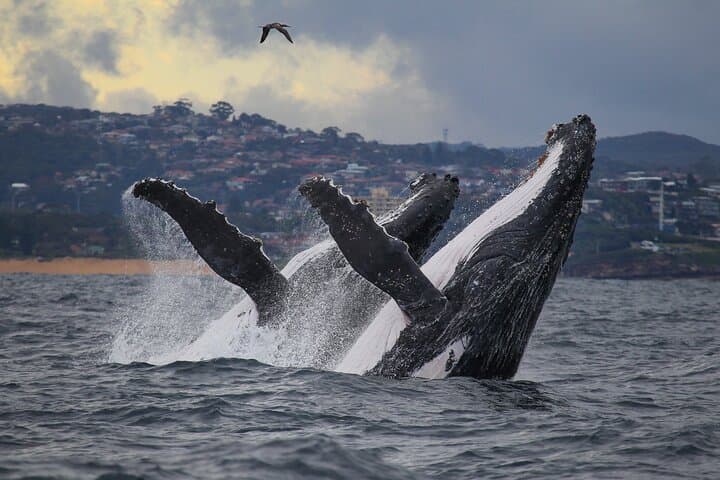 Sydney Whale Watching - 2.5hr Discovery Cruise