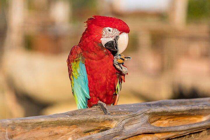Parrot World Marne-la-Vallée Dierenpark-dagticket