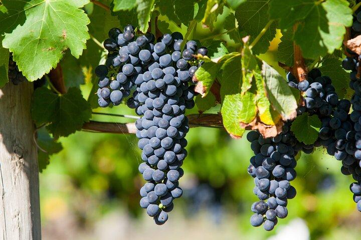 Erleben Sie Yarra Valley: Eine maßgeschneiderte private Weinreise