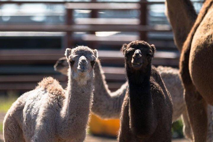 Én Hump Camel Farm og Wine Tour