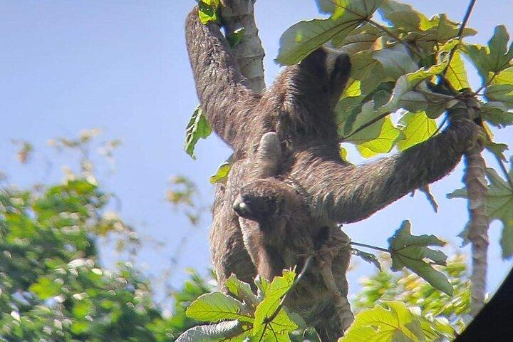 Combo de océano a océano: Paseo en barco por el canal, Esclusas, Fuerte San Lorenzo
