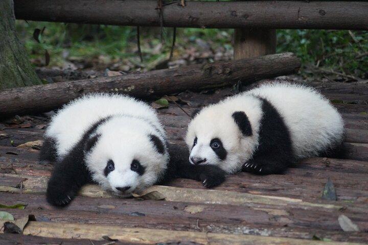 中国を満喫：北京、西安、成都、上海の 7 日間ツアー