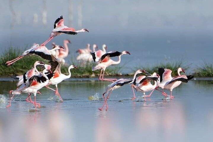 Privétour Birding Overnachting Safari Lake Nakuru, Lake Naivasha
