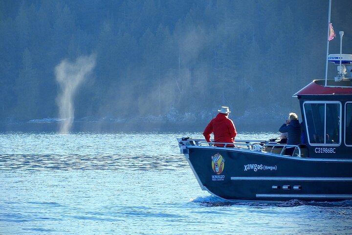 Salish Sea Whale Watching Tour i nærheden af Campbell River