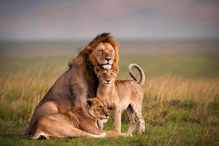 3 dagen 2 nachten Masai Mara Tour