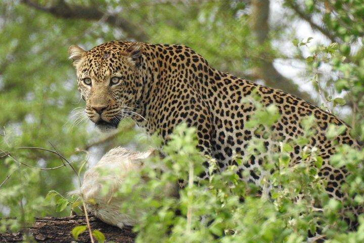 5-daagse privésafaritour in Mikumi en Nyerere National Park