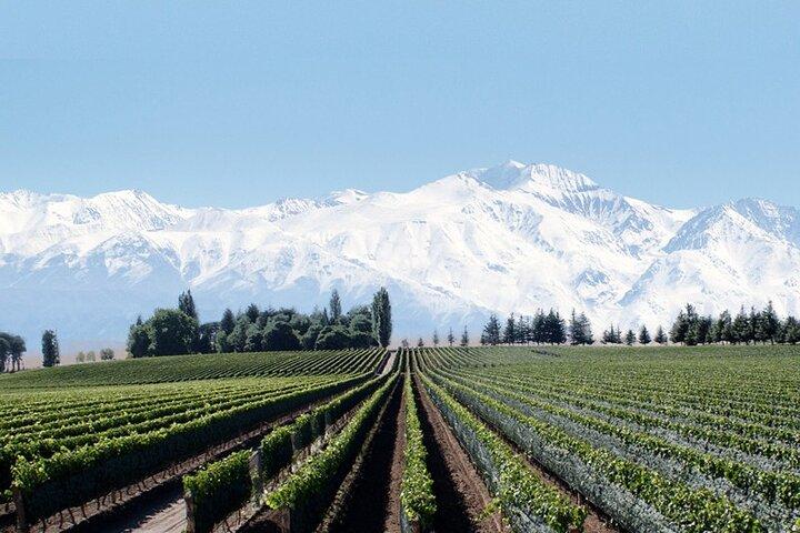 Excursão guiada privada de dia inteiro a Vinicolas de Mendoza