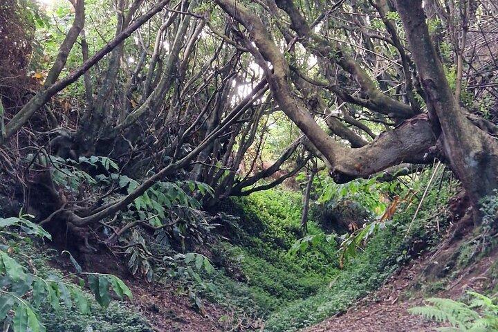 Caminhada 3 horas Interior da Ilha Terceira