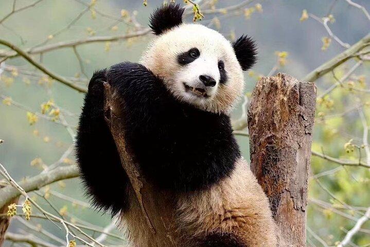 Halvdags privat tur i Chengdu Panda Research Base