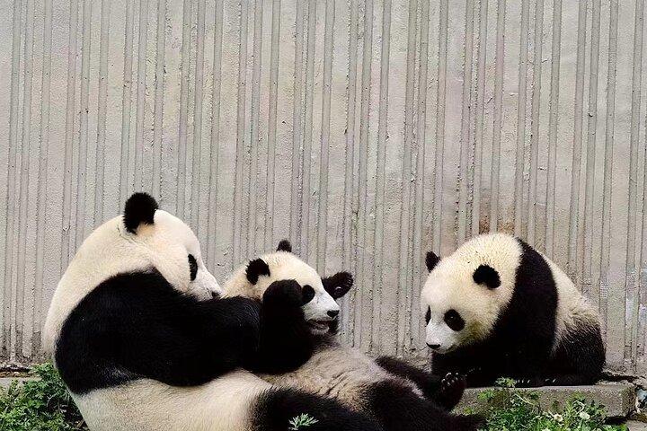 Chengdu Giant Panda Breeding Research Base Ticket
