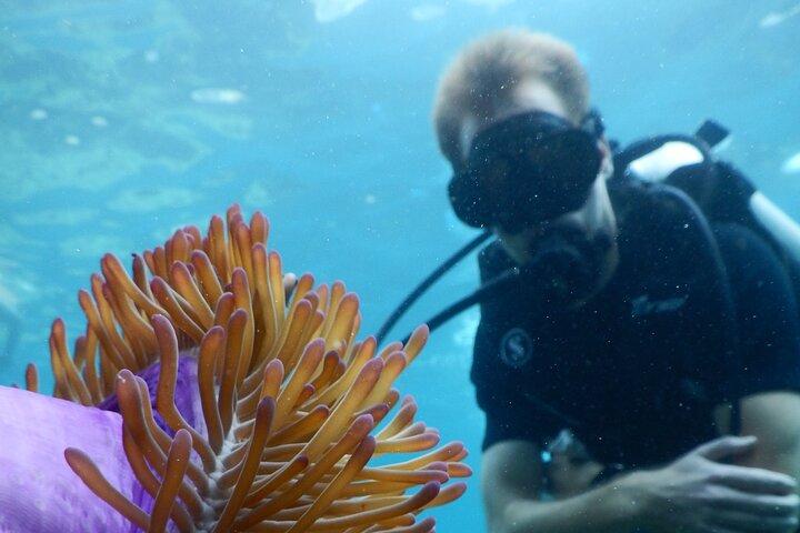 Koh Tao VIP Snorkling Tour