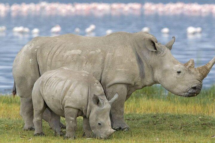 Safari d'une journée complète à Hluhluwe Imfolozi Pvt Game Reserve au départ de Durban