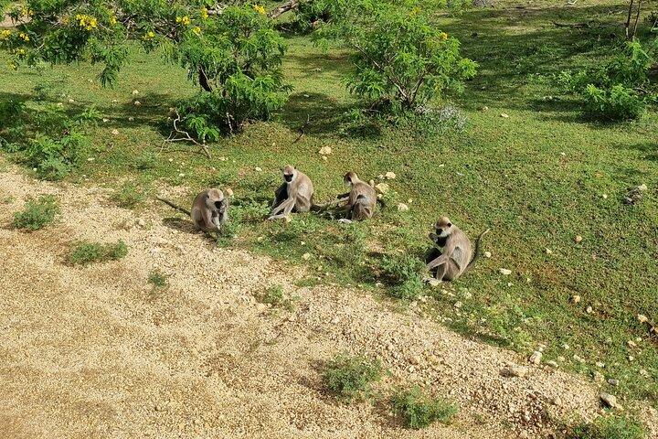 ウダワラワ国立公園日帰りツアー