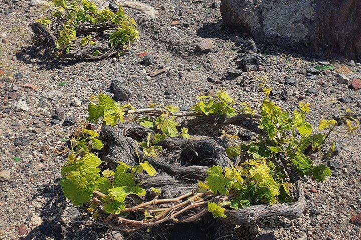 Cata de vinos Premium con vistas a la Caldera