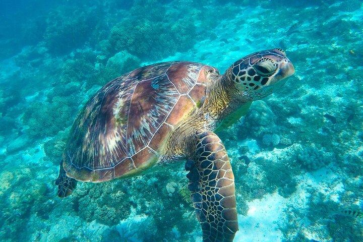 リビエラ マヤ プライベート ツアーでの素晴らしいシュノーケリング アドベンチャー