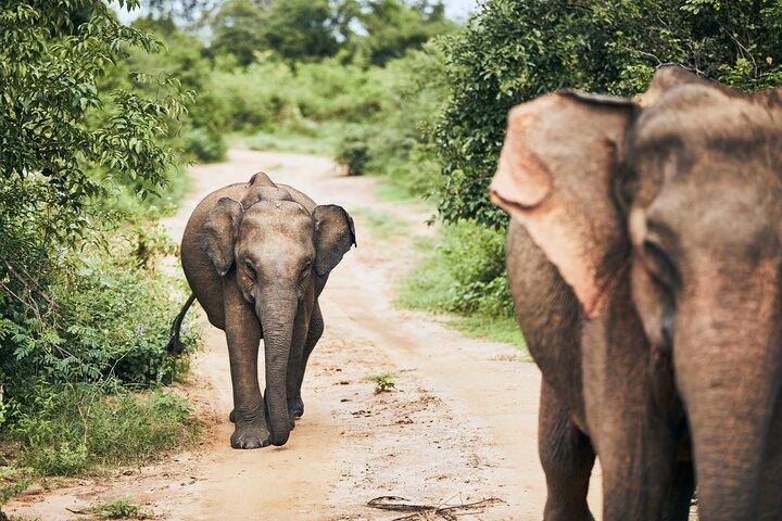 Prise en charge du bateau de croisière Hambantota : safari dans le parc national d'Udawalawe